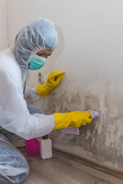 Best Mold Prevention Services  in Halfway, MD