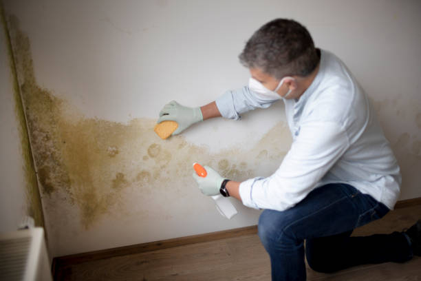 Best Attic Mold Removal  in Halfway, MD